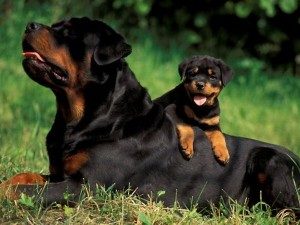 TopMostIntelligentDogBreeds