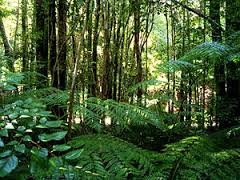 TopLargestNaturalForestsintheWorld