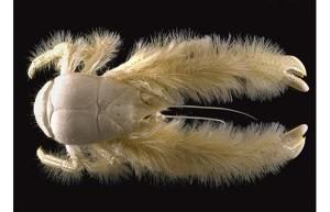 TopStrangestCreaturesonEarth