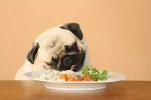 TopThingsWecanLearnfromDogs