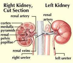 MostImportantBodyOrgans