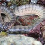 Top  Most Poisonous Snakes in the Earth