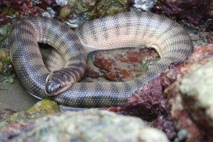 Top  Most Poisonous Snakes in the Earth