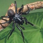 Top  Risky Spiders In The Planet