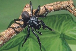 Top  Risky Spiders In The Planet