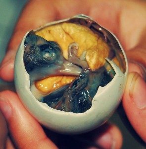 1 Balut | Yina TotallySumptuousbutDisgustingLookingFoods