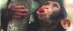 WildAnimalswewishcouldbeDomesticate