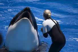 FactsaboutDolphins