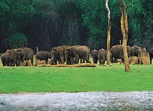 TopIndiasBestWildlifeSanctuaries