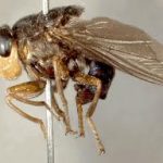 TopCreepiestInsectsonEarth