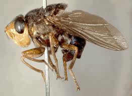 TopCreepiestInsectsonEarth