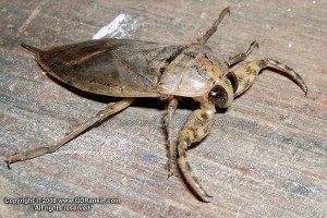 TopCreepiestInsectsonEarth