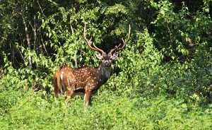 TopIndiasBestWildlifeSanctuaries