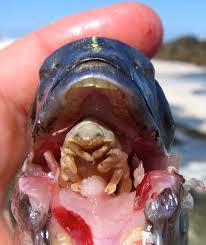 Tongue Eating Louse