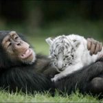 Wild life photography