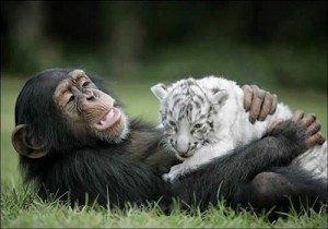 Wild life photography