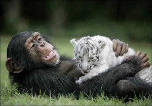 Wild life photography