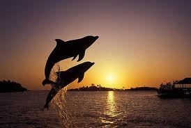 FactsaboutDolphins