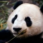 WildAnimalswewishcouldbeDomesticate