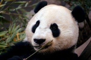 WildAnimalswewishcouldbeDomesticate