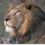 TopIndiasBestWildlifeSanctuaries