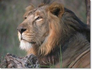 TopIndia’sBestWildlifeSanctuaries