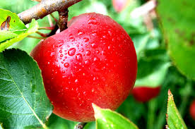 TopFruitsthatareRichinFibreContent