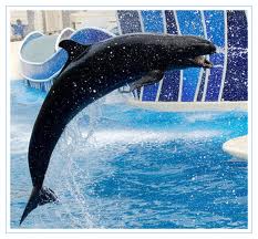 FactsaboutDolphins