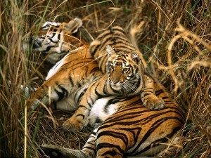 TopIndiasBestWildlifeSanctuaries