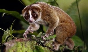 WildAnimalswewishcouldbeDomesticate