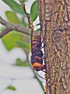 Japanese Giant Hornets