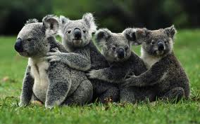 WildAnimalswewishcouldbeDomesticate