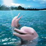 FactsaboutDolphins
