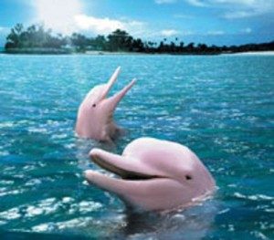 FactsaboutDolphins