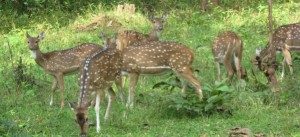 TopIndiasBestWildlifeSanctuaries