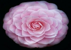 Floral photography