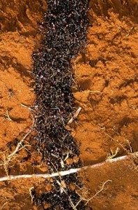 Siafu African Ants