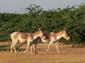 TopIndiasBestWildlifeSanctuaries