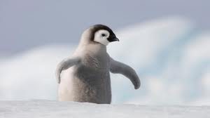 WildAnimalswewishcouldbeDomesticate