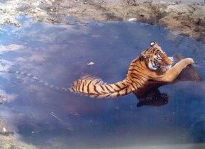 TopIndiasBestWildlifeSanctuaries