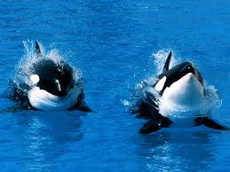 FactsaboutDolphins