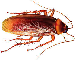 Cockroaches
