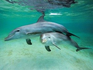 FactsaboutDolphins