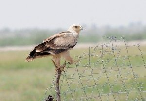 TopIndiasBestWildlifeSanctuaries