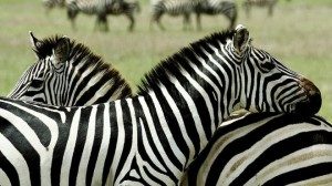 WildAnimalswewishcouldbeDomesticate