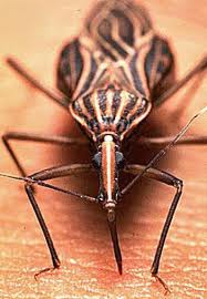 Kissing Bugs
