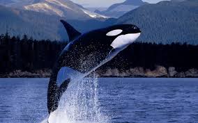 FactsaboutDolphins