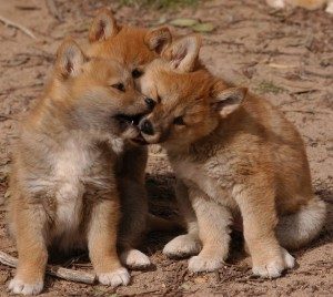 WildAnimalswewishcouldbeDomesticate