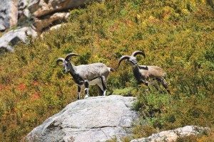 TopIndiasBestWildlifeSanctuaries