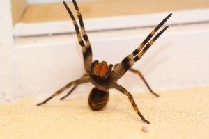 Brazilian Wandering Spider
